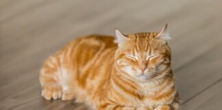 How long are cats pregnant?