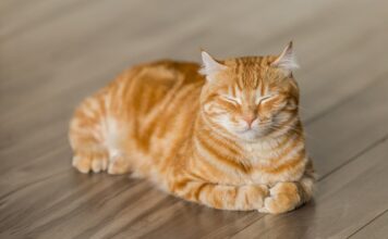 How long are cats pregnant?